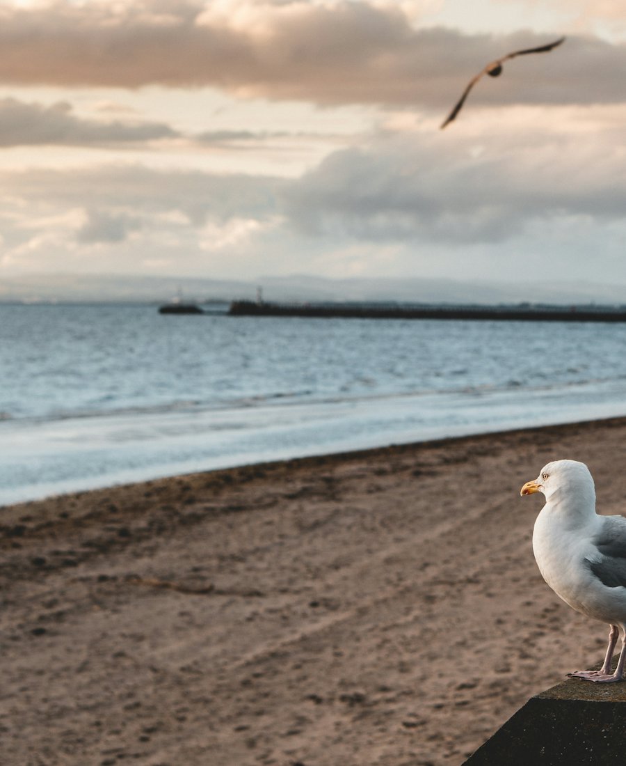 Seafront promenade with a gull on the sea wall