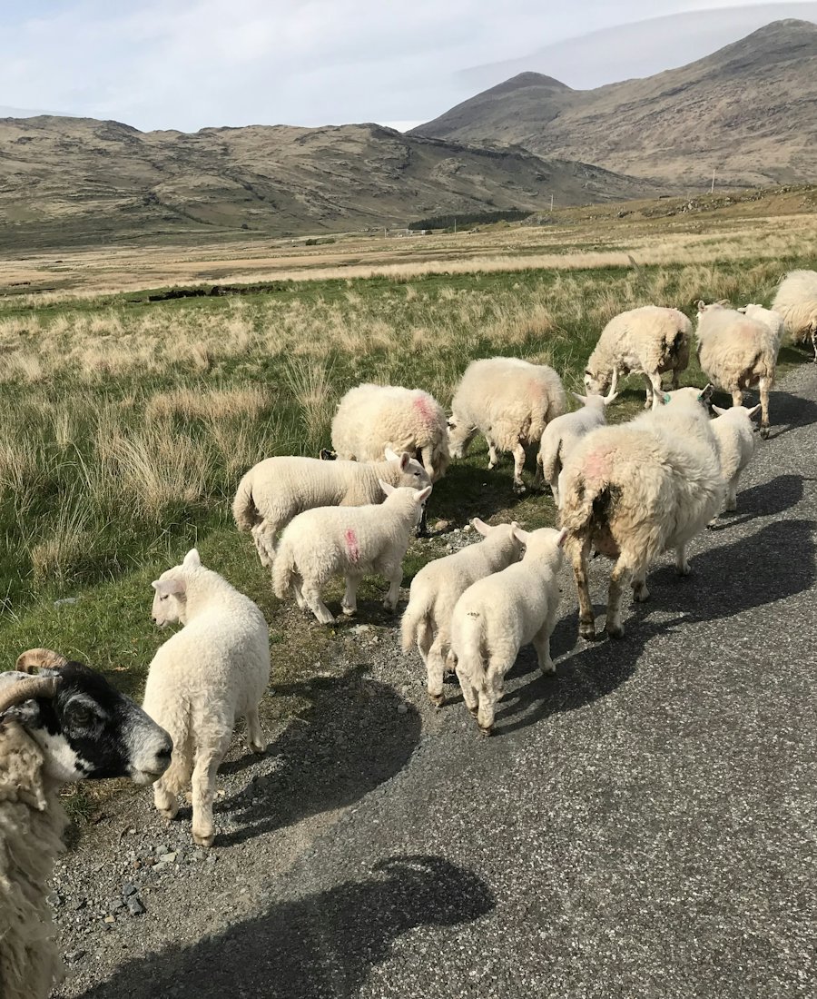 Sheep on a quiet island road